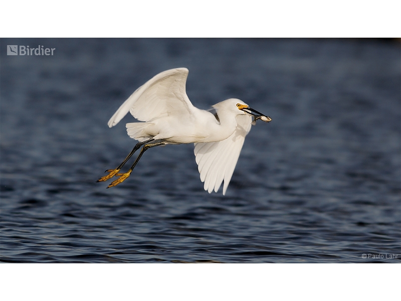 Snowy Egret