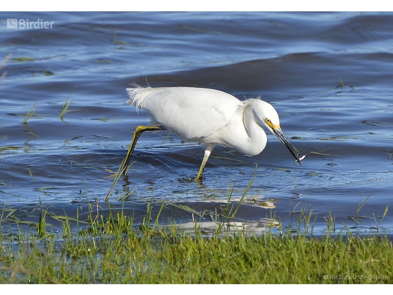 Snowy Egret