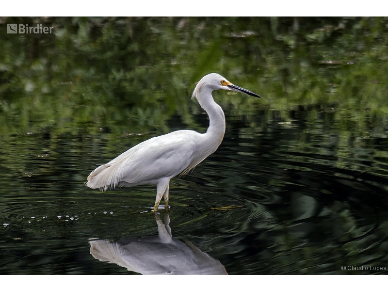 Snowy Egret