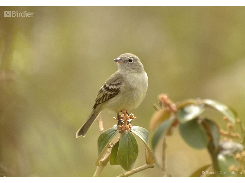 Lesser Elaenia