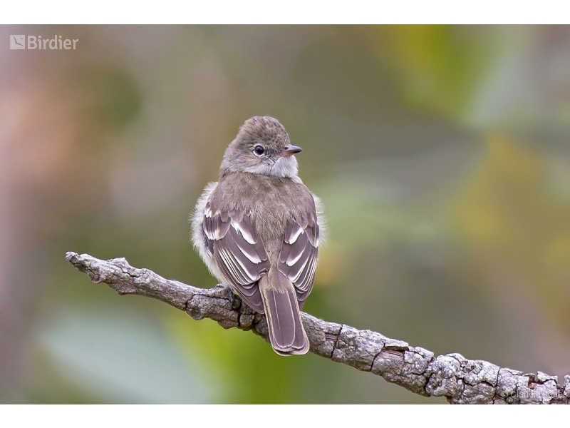 Lesser Elaenia
