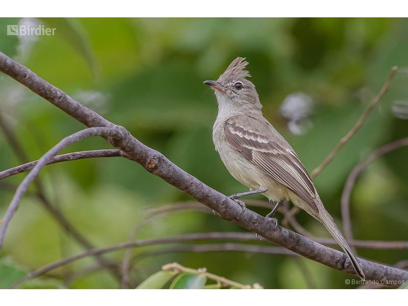 Plain-crested Elaenia
