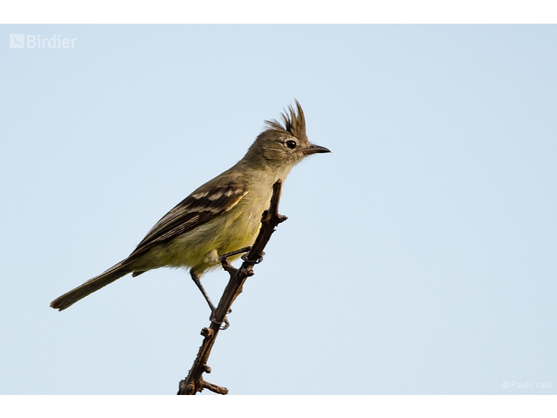 Plain-crested Elaenia