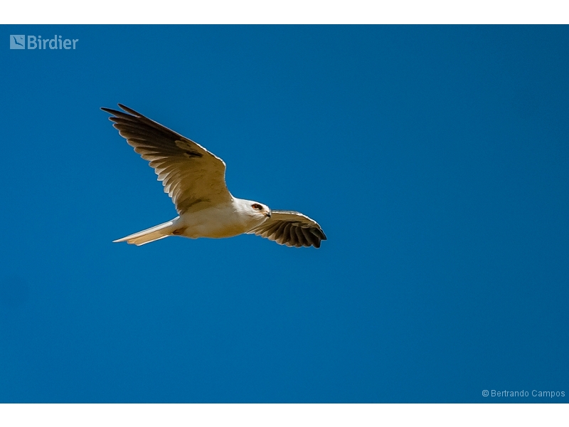 White-tailed Kite