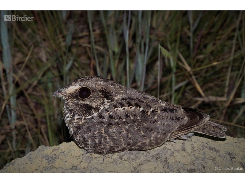 Sickle-winged Nightjar