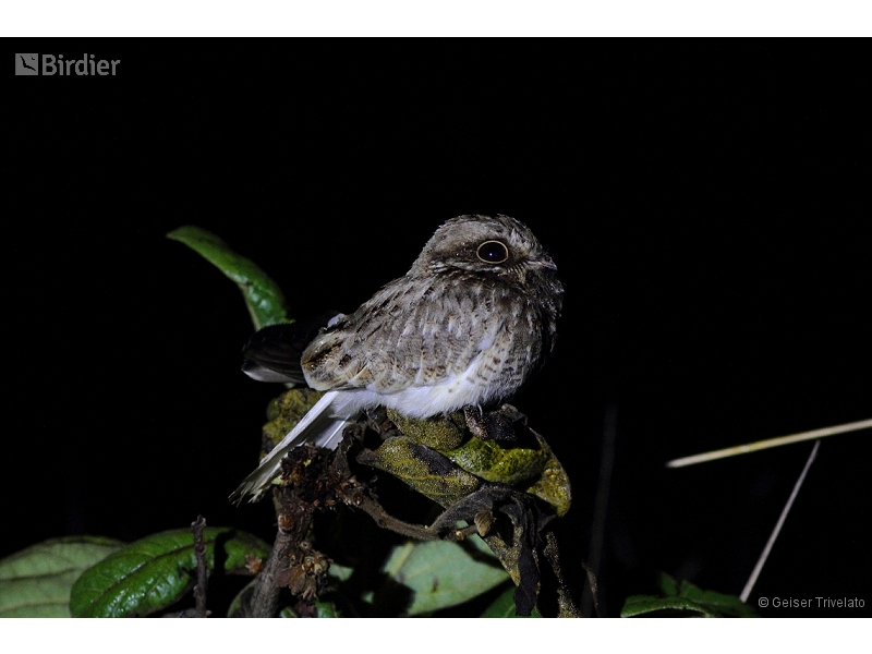 White-winged Nightjar