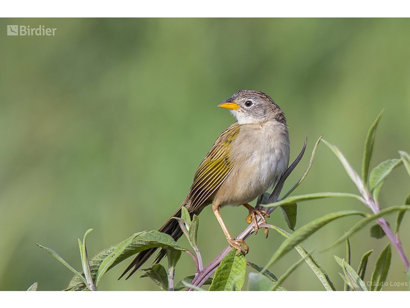 Wedge-tailed Grass Finch
