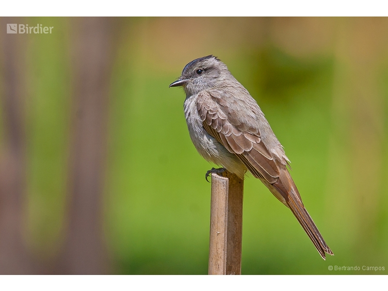 Crowned Slaty Flycatcher