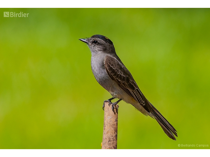 Crowned Slaty Flycatcher