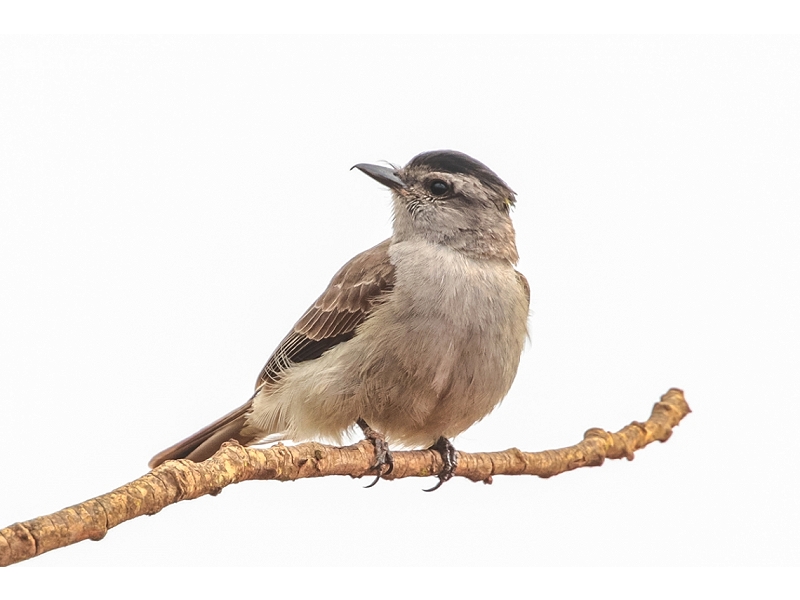 Crowned Slaty Flycatcher