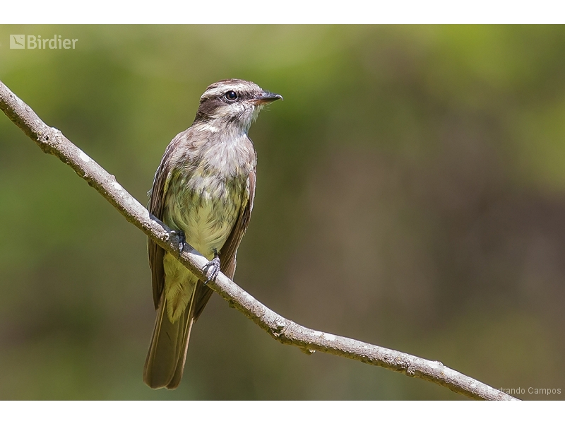Variegated Flycatcher