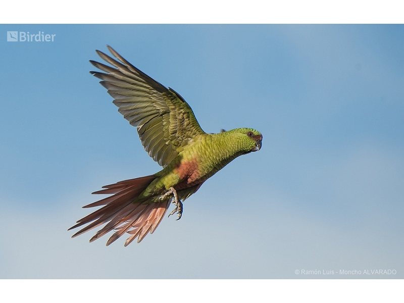 Austral Parakeet