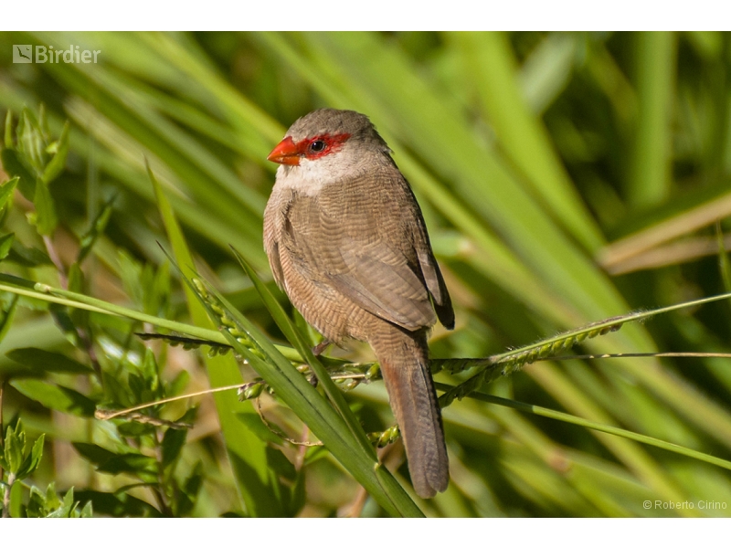 Common Waxbill