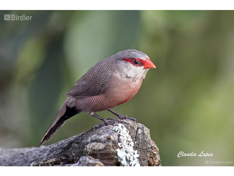 Common Waxbill