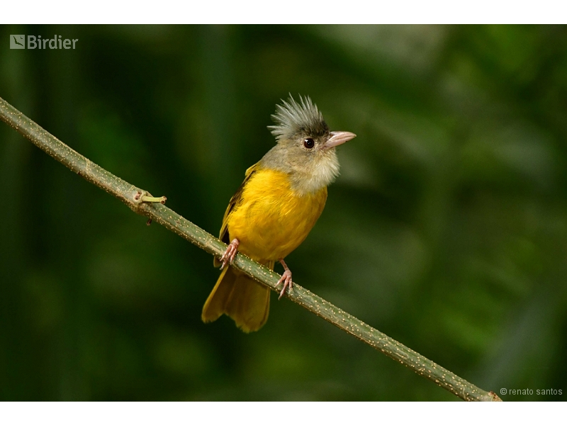 Grey-headed Tanager