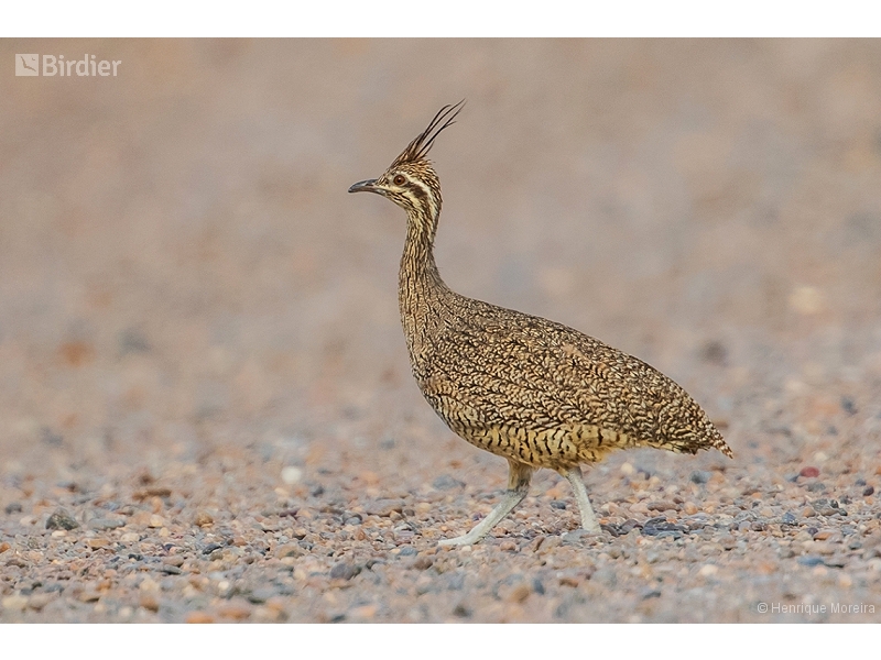 Elegant Crested Tinamou