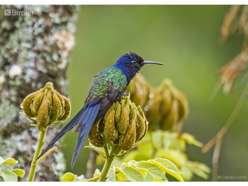 Swallow-tailed Hummingbird
