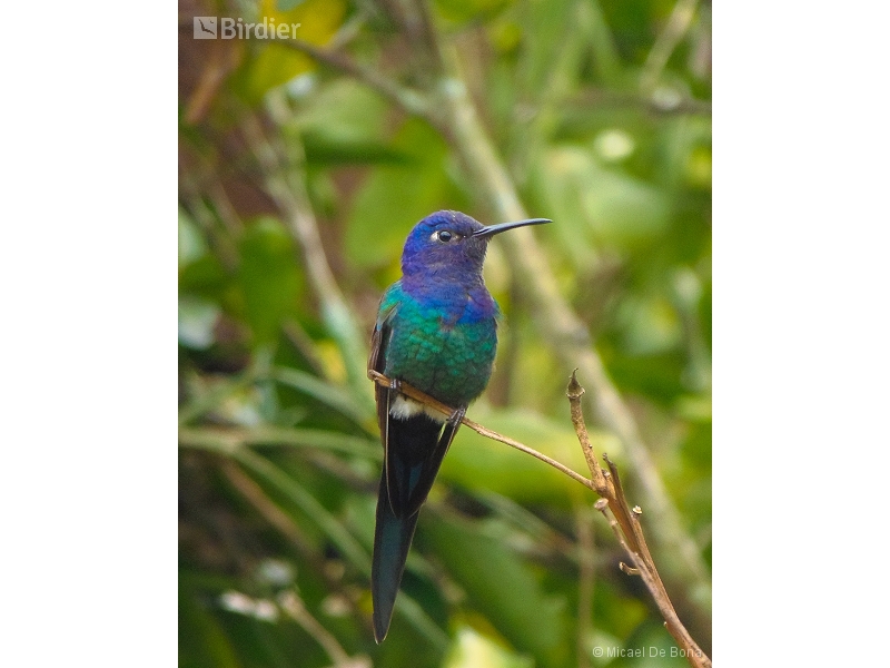 Swallow-tailed Hummingbird