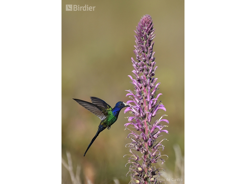 Swallow-tailed Hummingbird