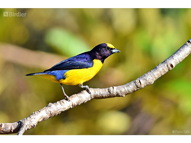 Purple-throated Euphonia