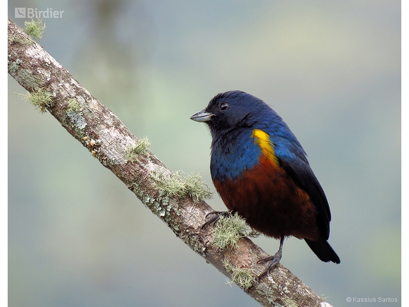 Chestnut-bellied Euphonia