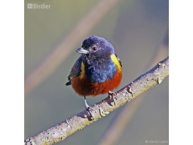 Chestnut-bellied Euphonia