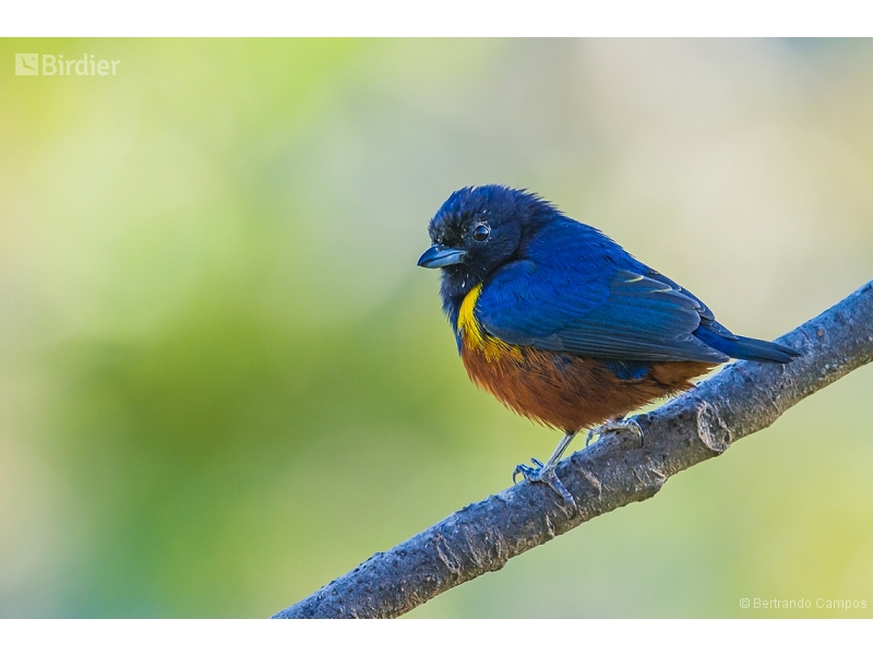 Chestnut-bellied Euphonia