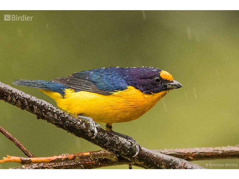Violaceous Euphonia