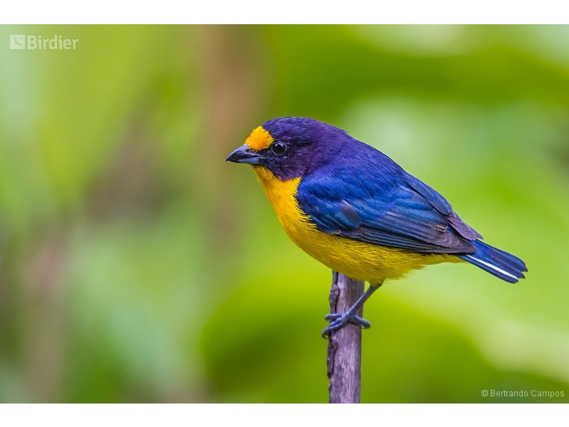 Violaceous Euphonia