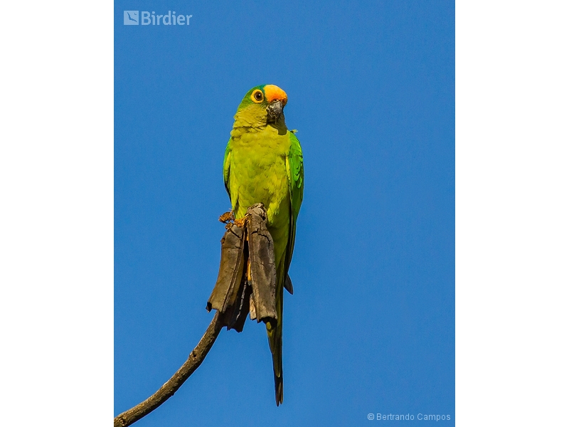 Peach-fronted Parakeet