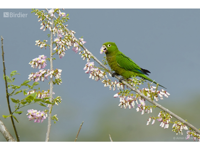 Orange-fronted Parakeet