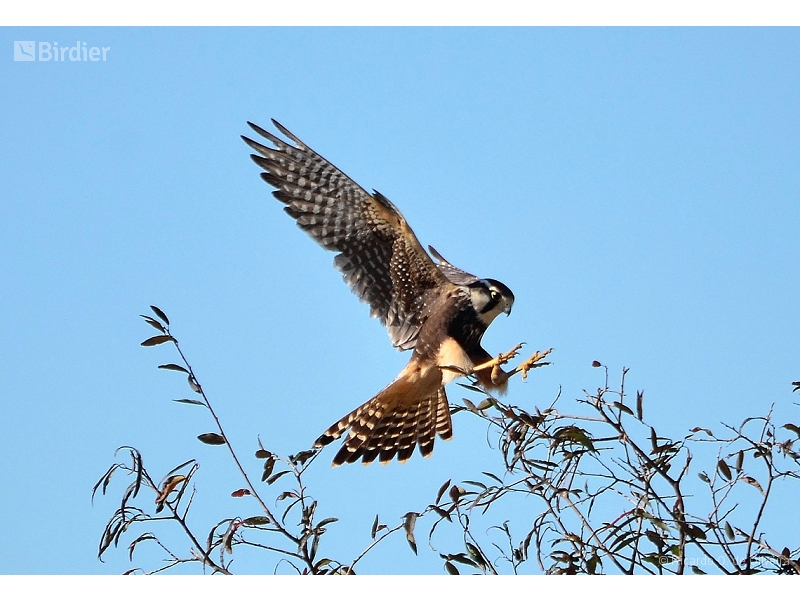Aplomado Falcon