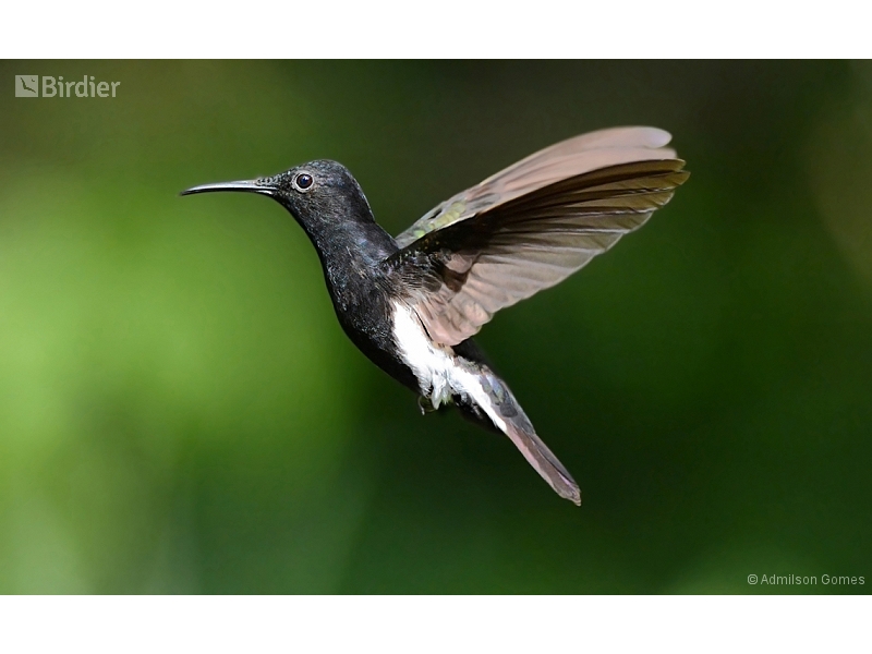 Black Jacobin