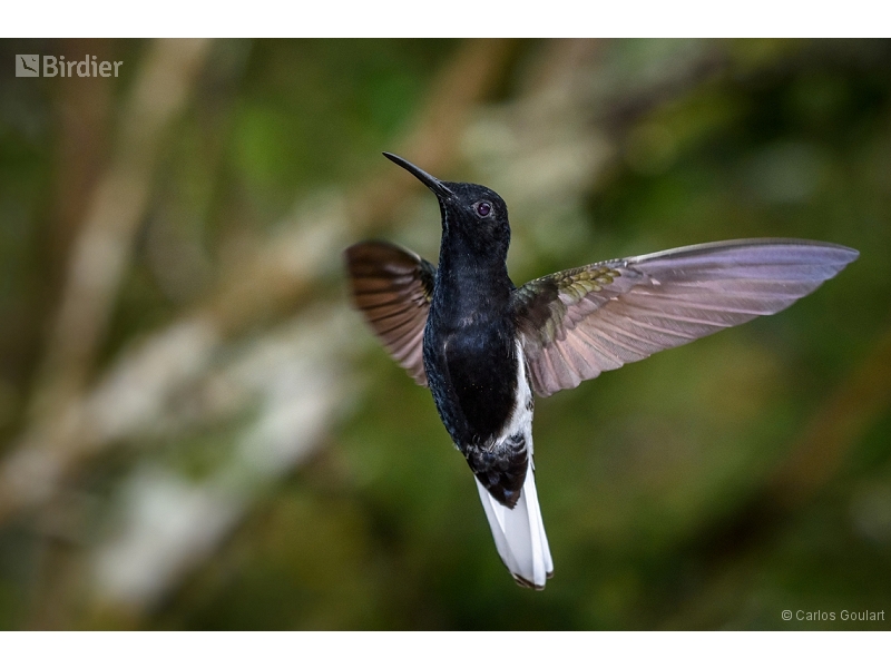 Black Jacobin