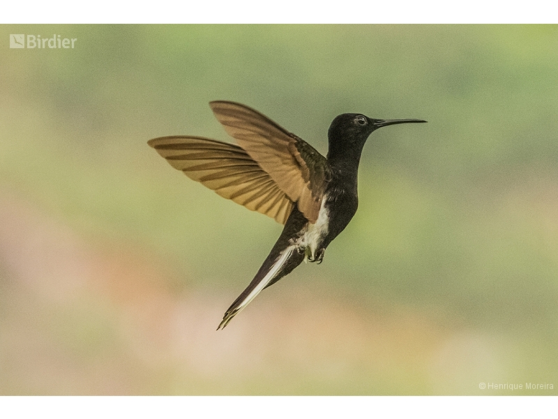 Black Jacobin