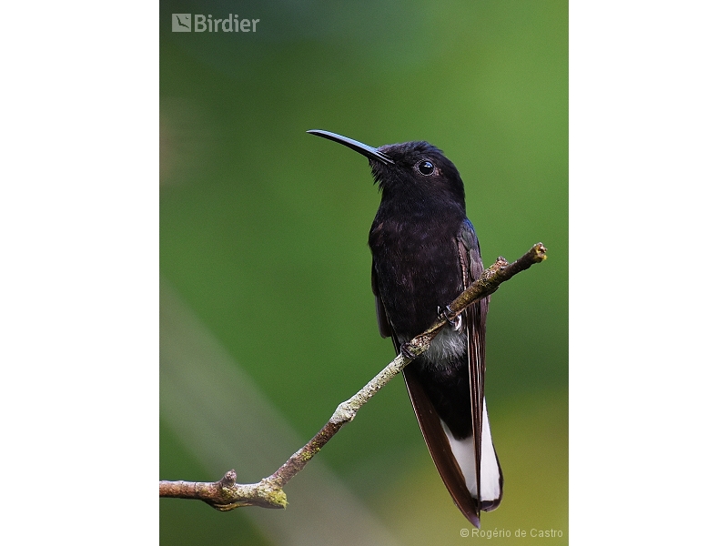 Black Jacobin