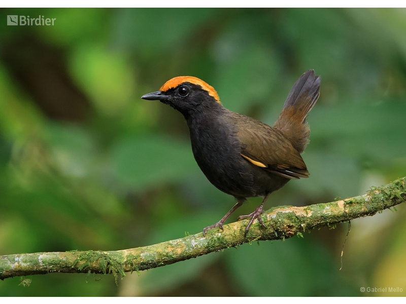 Rufous-capped Antthrush