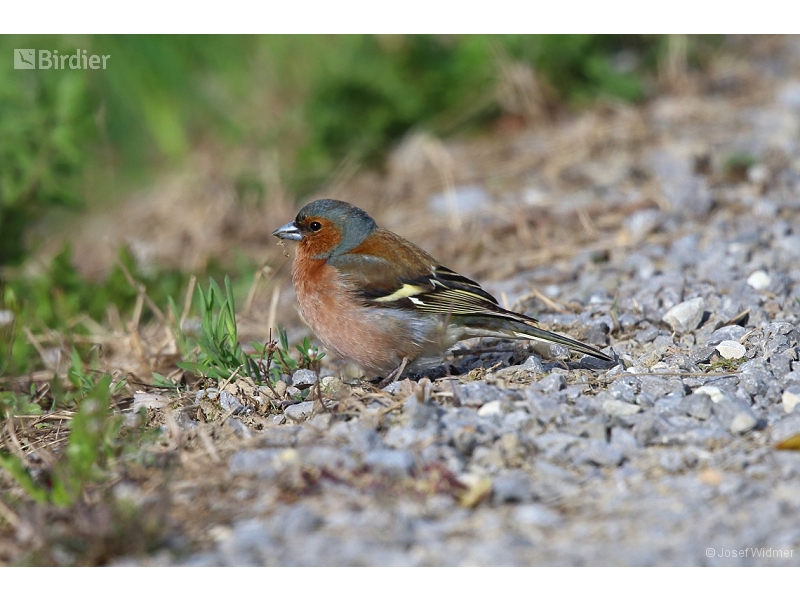 Eurasian Chaffinch