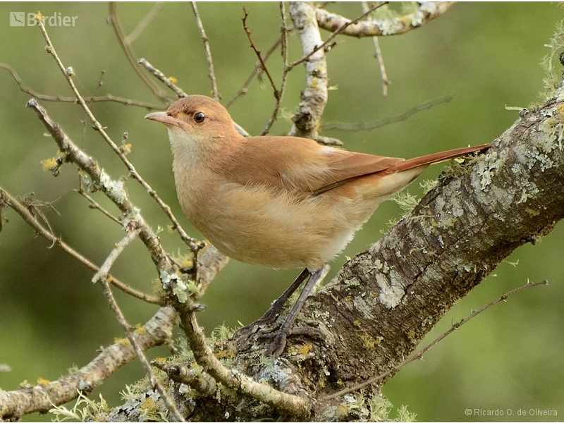 Rufous Hornero