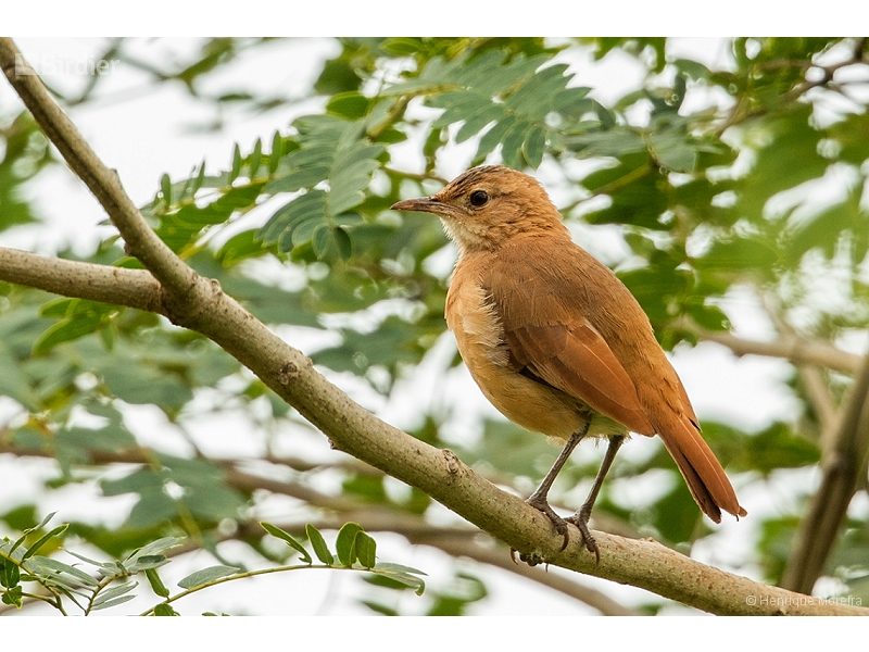 Rufous Hornero
