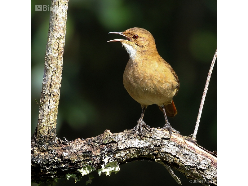Rufous Hornero