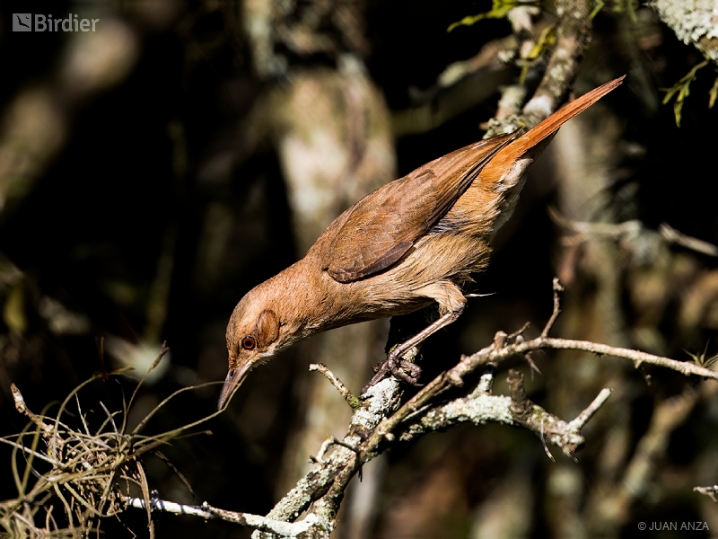 Rufous Hornero