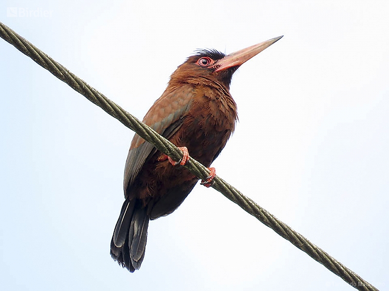 Purus Jacamar