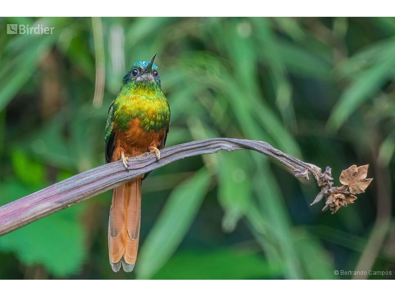 Bluish-fronted Jacamar