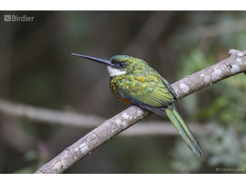 Rufous-tailed Jacamar