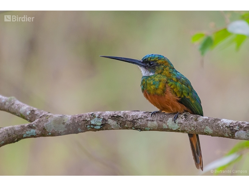 Rufous-tailed Jacamar