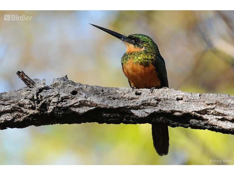 Rufous-tailed Jacamar