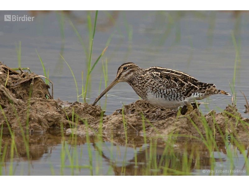 Pantanal Snipe