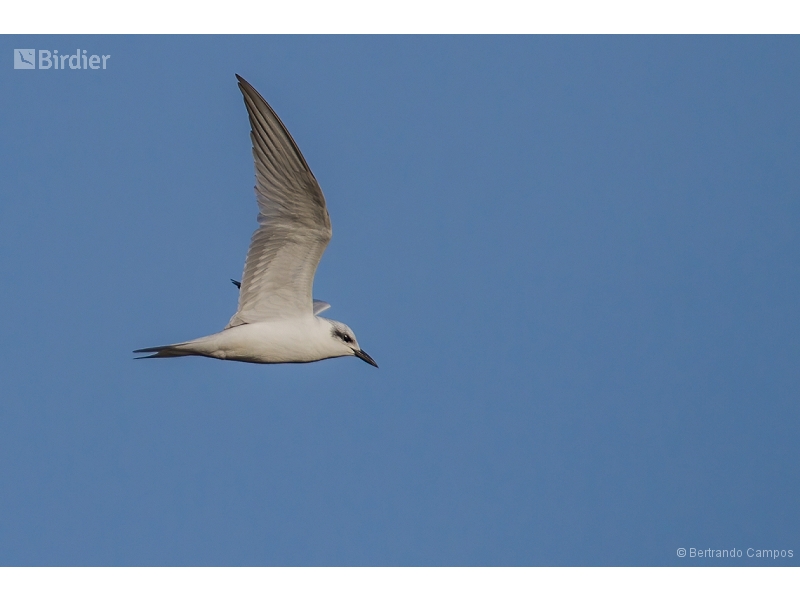 Gull-billed Tern