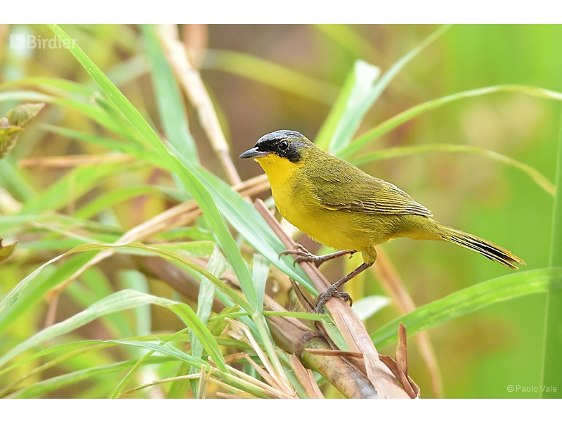 Masked Yellowthroat